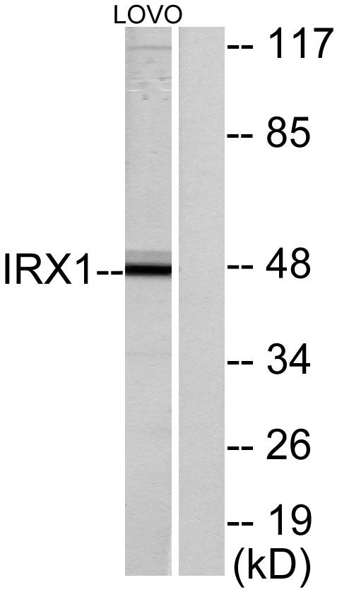 IRX1 Rabbit Polyclonal Antibody