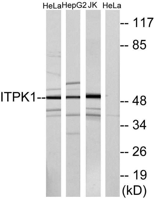 ITPK1 Rabbit Polyclonal Antibody