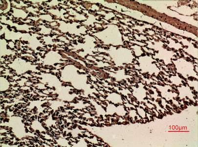 JAM-B Rabbit Polyclonal Antibody
