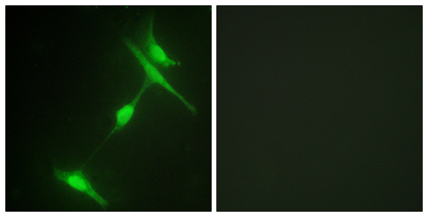 JIP-1 Rabbit Polyclonal Antibody