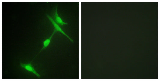 JIP-1 Rabbit Polyclonal Antibody