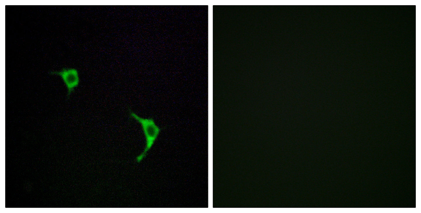 JNK1/2/3 Rabbit Polyclonal Antibody