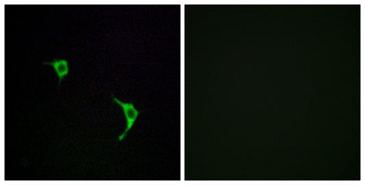 JNK1/2/3 Rabbit Polyclonal Antibody