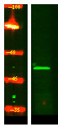 K1H2 Rabbit Polyclonal Antibody