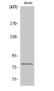 KCNQ4 Rabbit Polyclonal Antibody