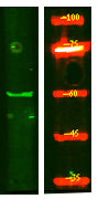 KCNS1 Rabbit Polyclonal Antibody