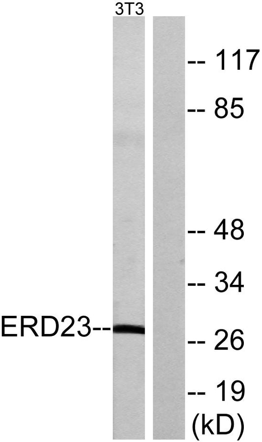 KDEL Receptor 3 Rabbit Polyclonal Antibody