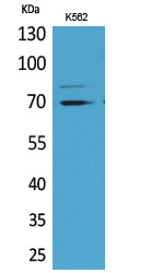 Keap1 Rabbit Polyclonal Antibody