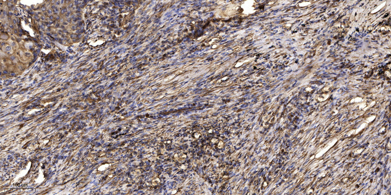 Keratin 77 Rabbit Polyclonal Antibody