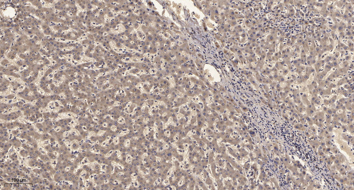 KV2.1 Rabbit Polyclonal Antibody