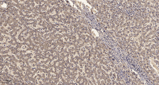 KV2.1 Rabbit Polyclonal Antibody
