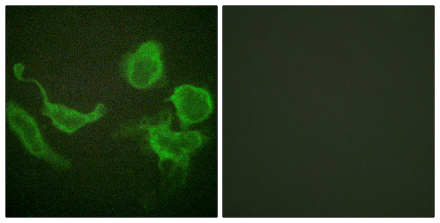 Kv3.4 Rabbit Polyclonal Antibody