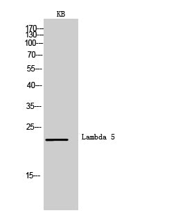 Lambda 5 Rabbit Polyclonal Antibody