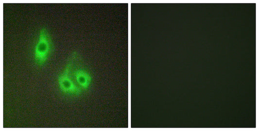 Laminin α-3 Rabbit Polyclonal Antibody
