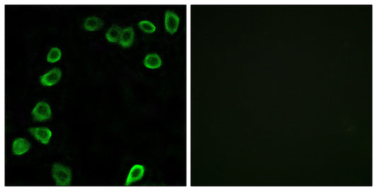 Laminin α-4 Rabbit Polyclonal Antibody