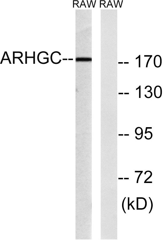LARG Rabbit Polyclonal Antibody