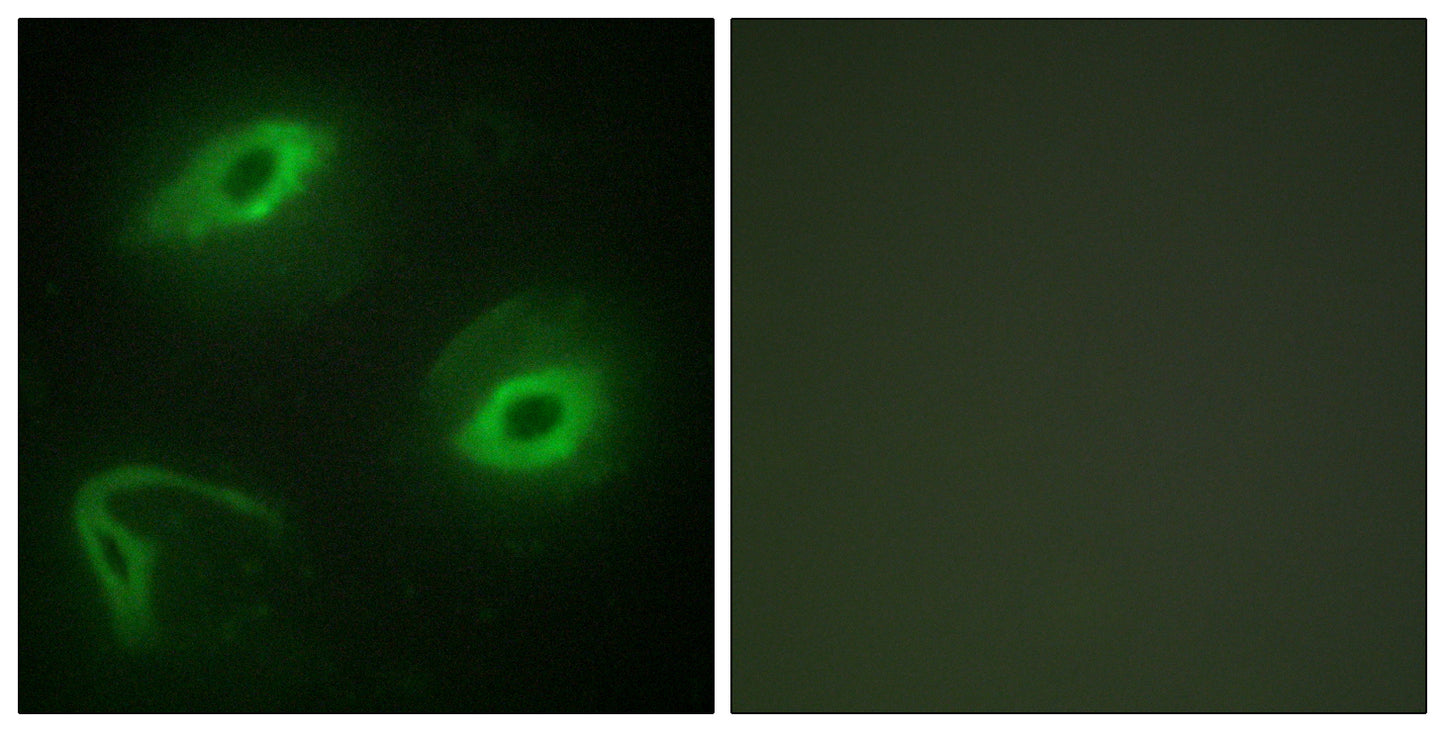 Latherin Rabbit Polyclonal Antibody