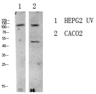 LATS1/2 Rabbit Polyclonal Antibody