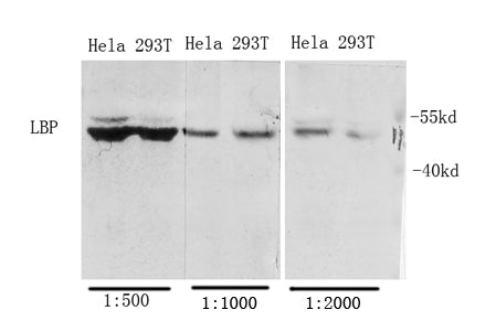 LBP Rabbit Polyclonal Antibody