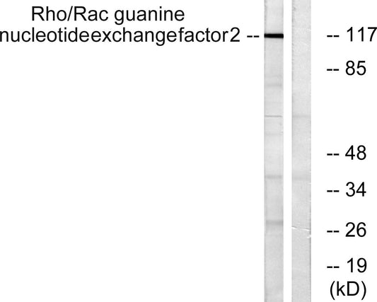 Lfc Rabbit Polyclonal Antibody
