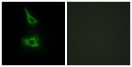 LI-cadherin Rabbit Polyclonal Antibody
