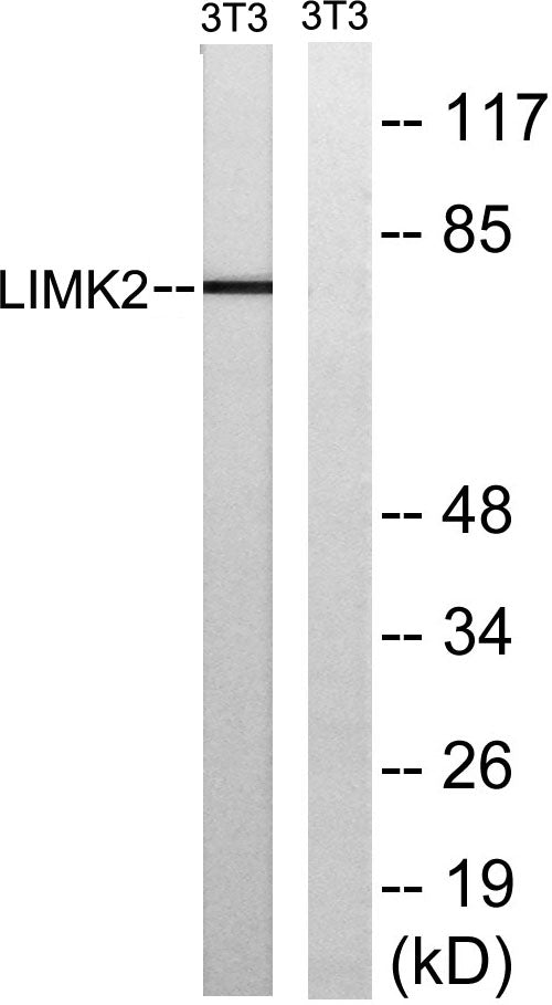 LIMK-2 Rabbit Polyclonal Antibody