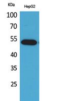 LIR-7 Rabbit Polyclonal Antibody