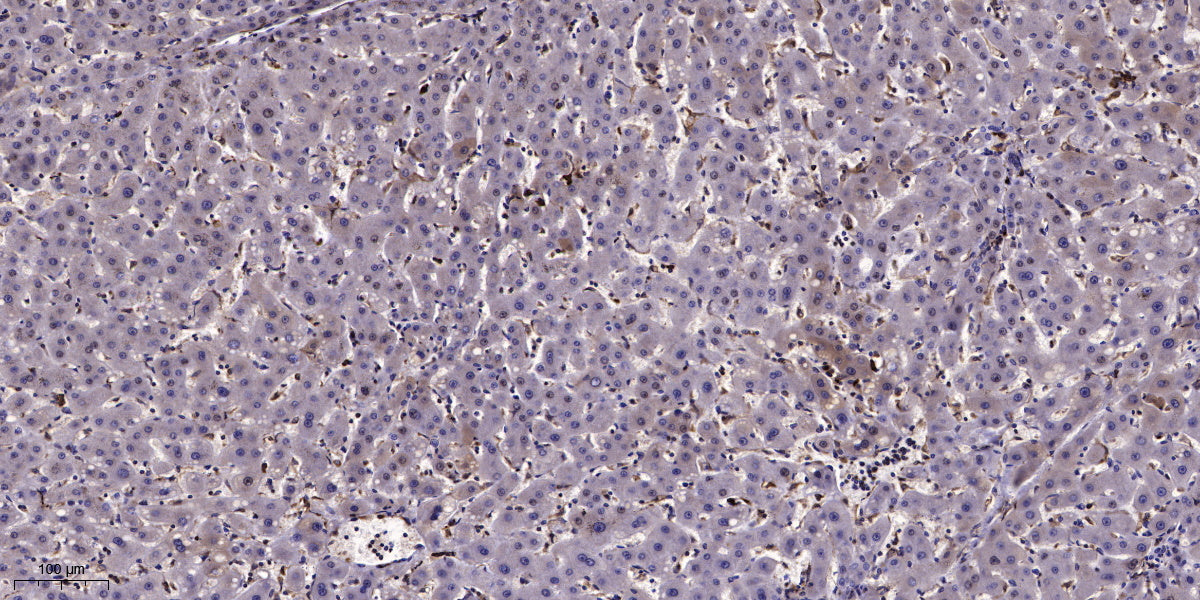 LRP2 Rabbit Polyclonal Antibody
