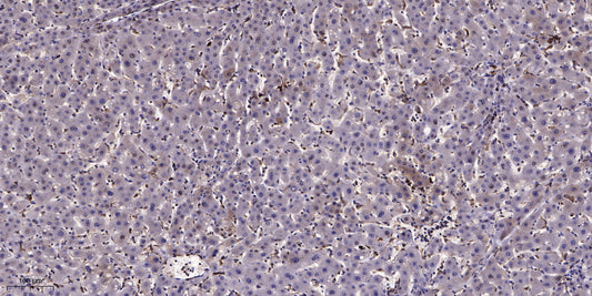 LRP2 Rabbit Polyclonal Antibody