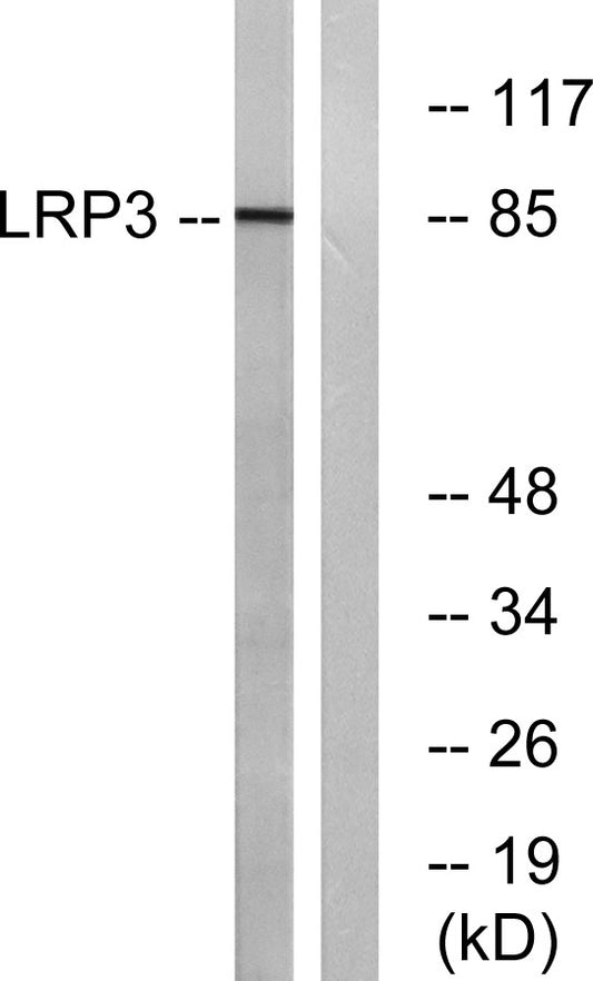LRP3 Rabbit Polyclonal Antibody