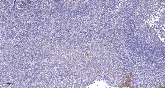 Lsk Rabbit Polyclonal Antibody