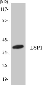 LSP1 Rabbit Polyclonal Antibody