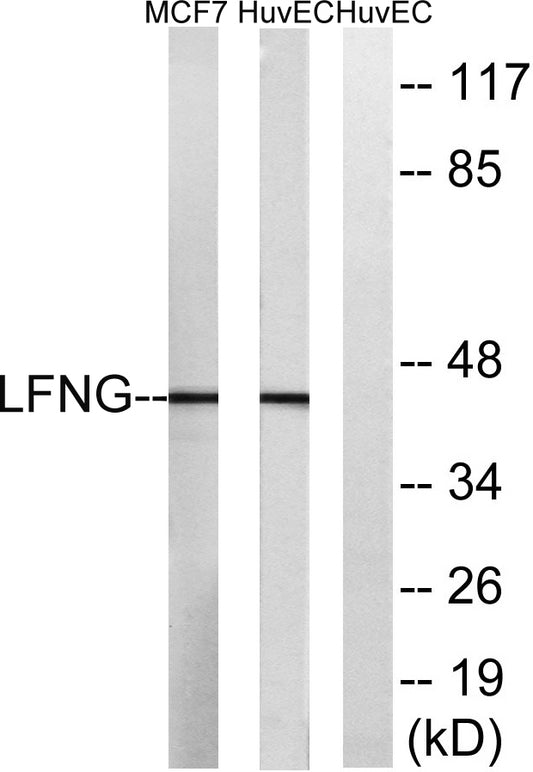 Lunatic Fringe Rabbit Polyclonal Antibody