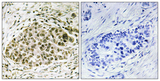 Lyl-1 Rabbit Polyclonal Antibody