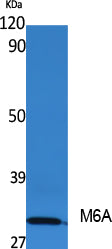 M6A Rabbit Polyclonal Antibody