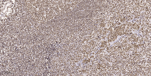 Maf1 Rabbit Polyclonal Antibody