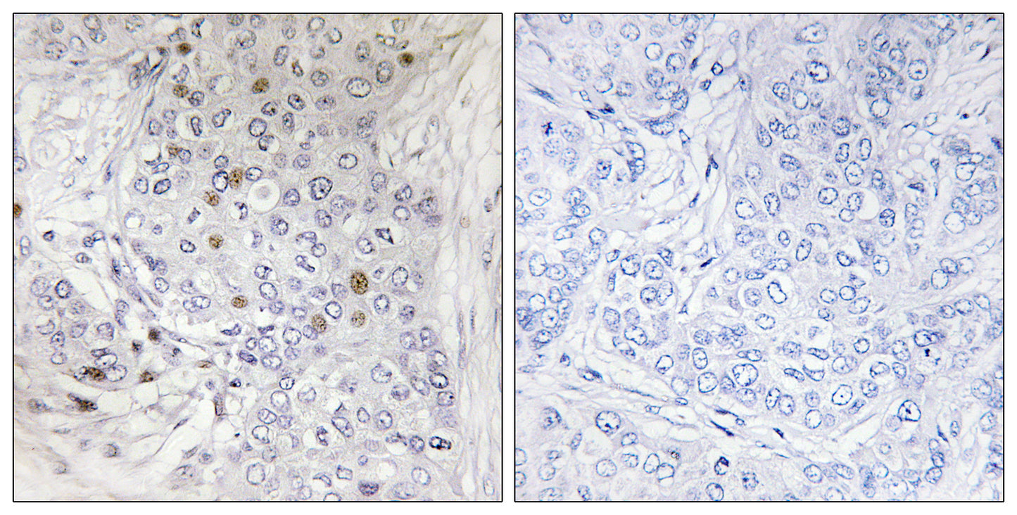 MafF Rabbit Polyclonal Antibody