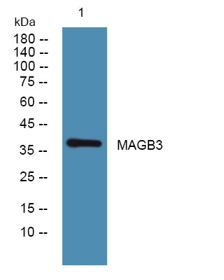 MAGB3 Rabbit Polyclonal Antibody