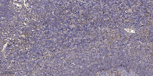 MAGE-9 Rabbit Polyclonal Antibody