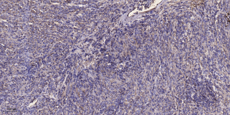 MAP1A Rabbit Polyclonal Antibody