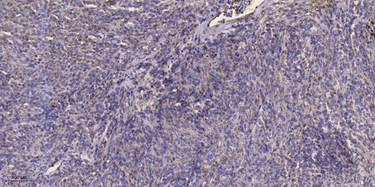 MAP1A Rabbit Polyclonal Antibody