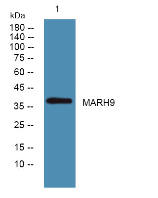 MARH9 Rabbit Polyclonal Antibody