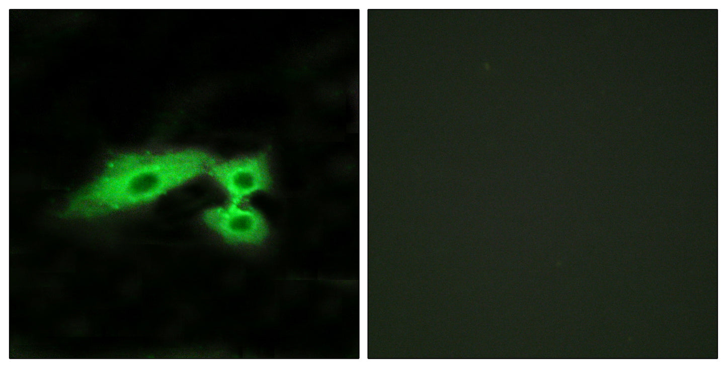 Mas1-like Rabbit Polyclonal Antibody