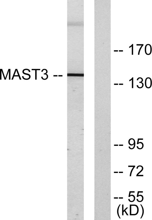 MAST3 Rabbit Polyclonal Antibody