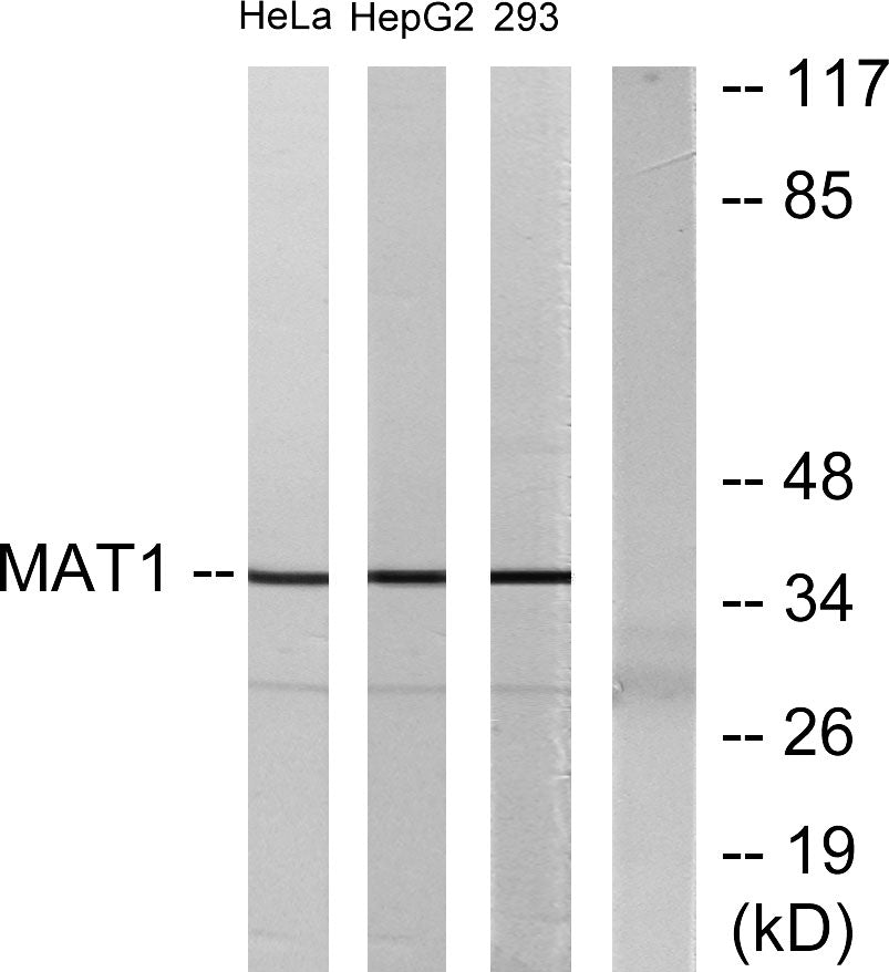 Mat1 Rabbit Polyclonal Antibody