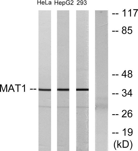 Mat1 Rabbit Polyclonal Antibody