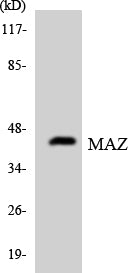 MAZ Rabbit Polyclonal Antibody