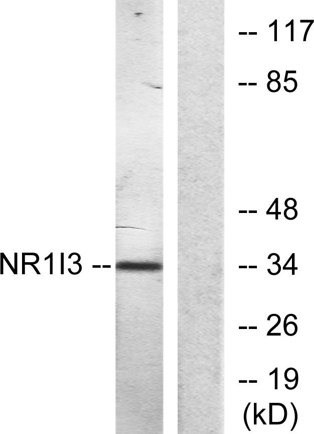 MB67 Rabbit Polyclonal Antibody
