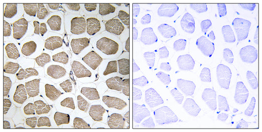 MCT12 Rabbit Polyclonal Antibody