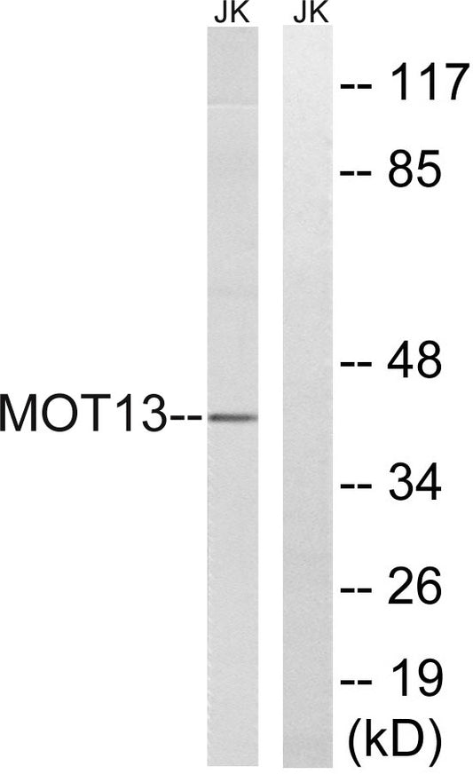 MCT13 Rabbit Polyclonal Antibody